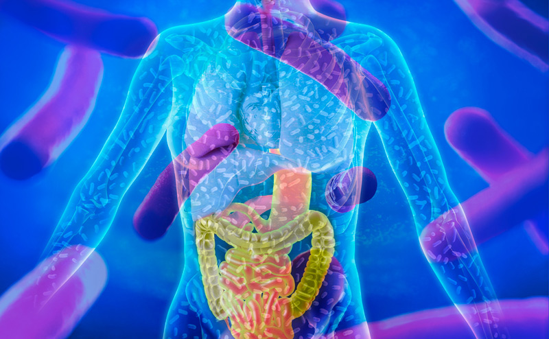 What is the Human Microbiome and Why is it so Important to Your Health?
