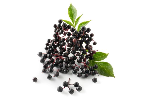 12 Elderberry Benefits & More